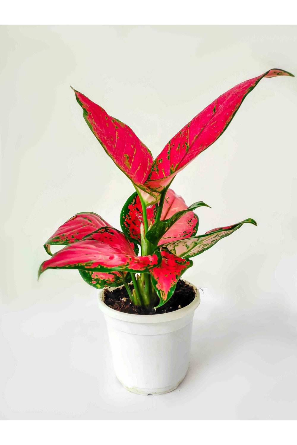 Aglaonema pink