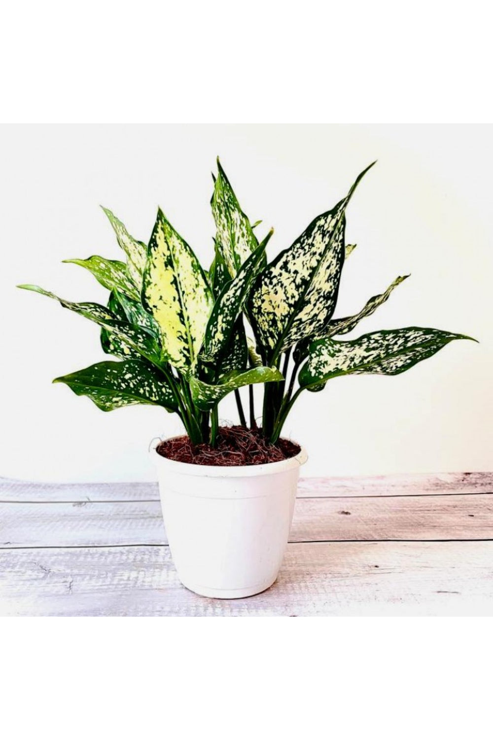 Aglaonema snow White