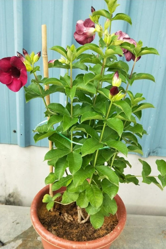 Allamanda Cathartica (Allamanda Red Plant)