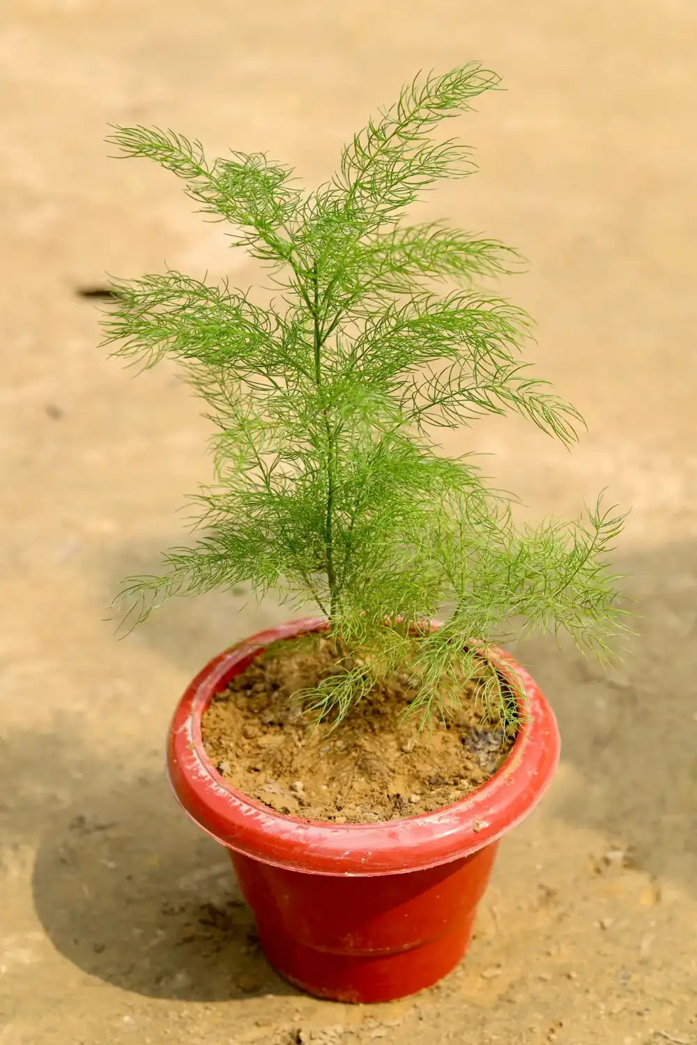 Asparagus Racemosus (Shatrani)