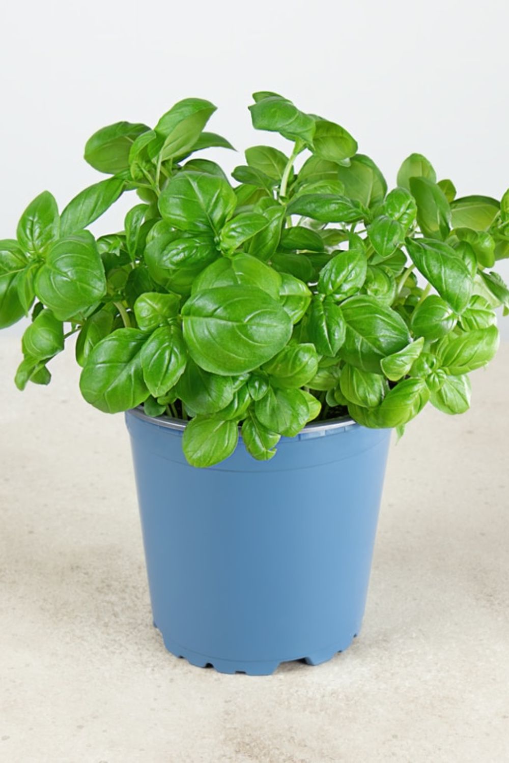 Basil Plant