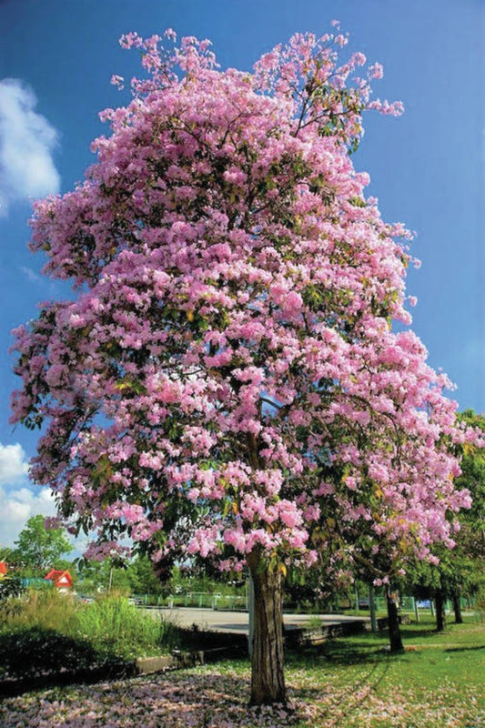 Bauhinia variegate (Kachanar tree)