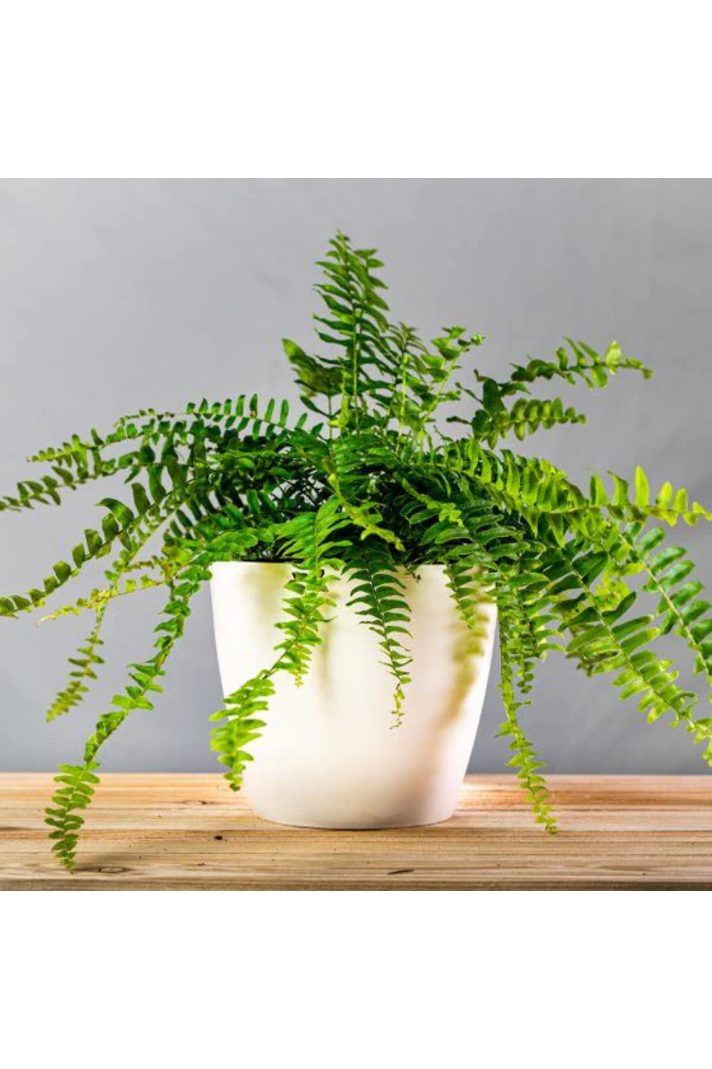 Boston Fern