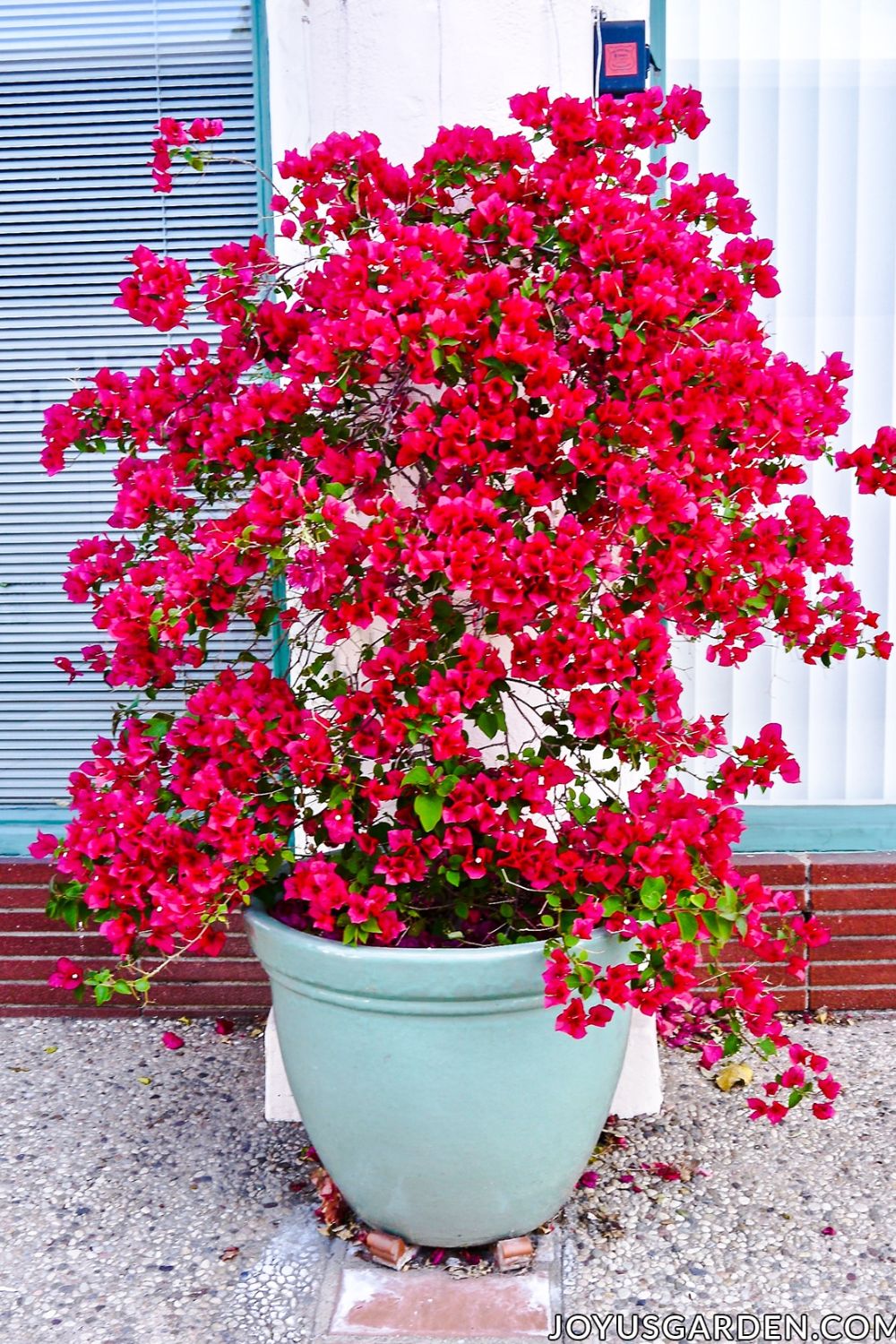 Bougainvillea plant