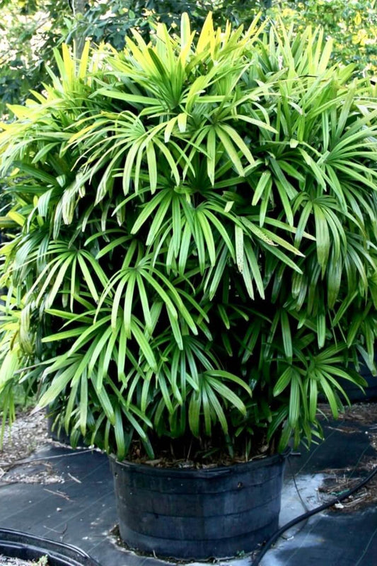 Broadleaf lady palm (Rhapis palm)