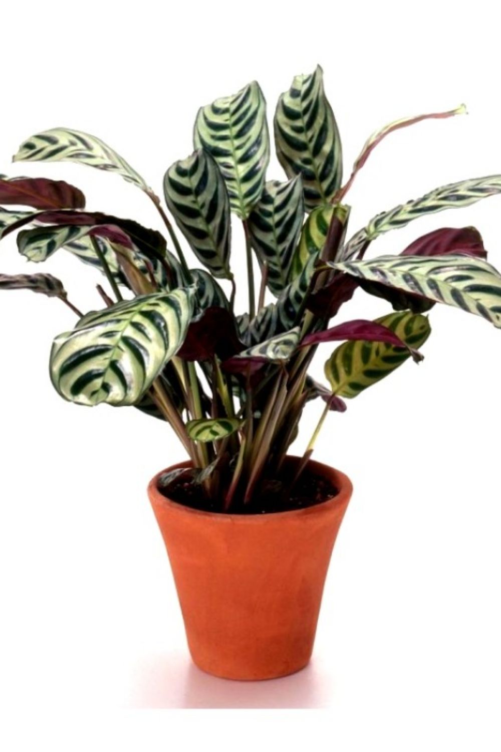 Calathea Plant