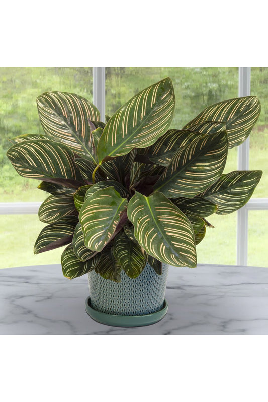 Calatheas Plant