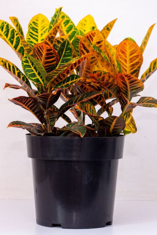 Croton plant