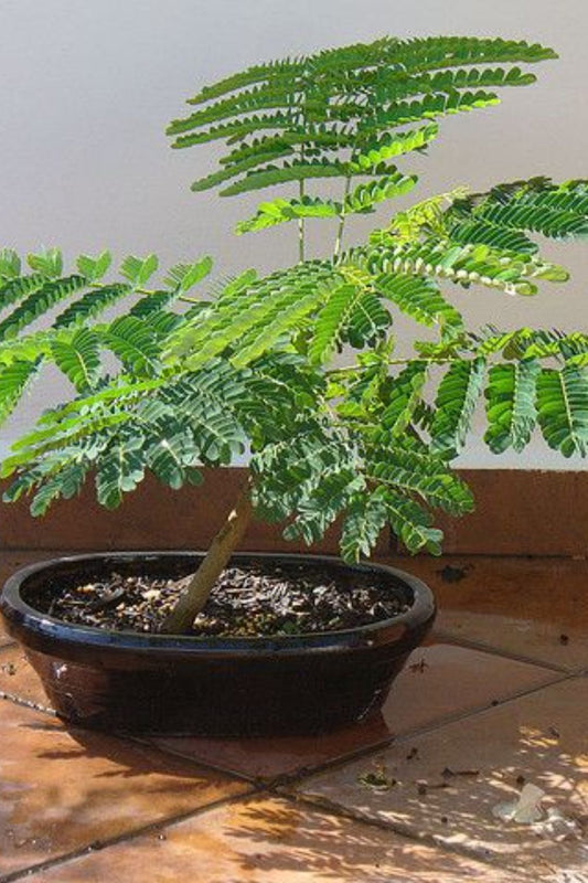 Delonix Regia (Gulmohar Plant)