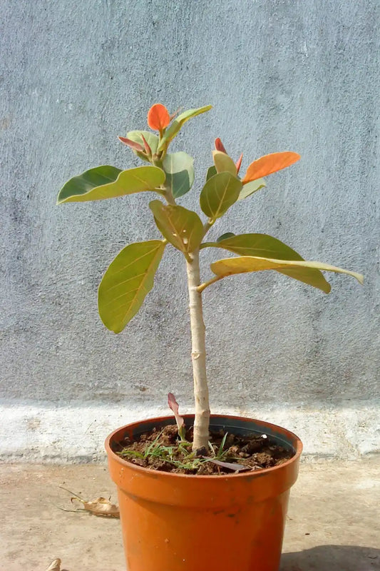 Ficus Indica (Banyan Plant)