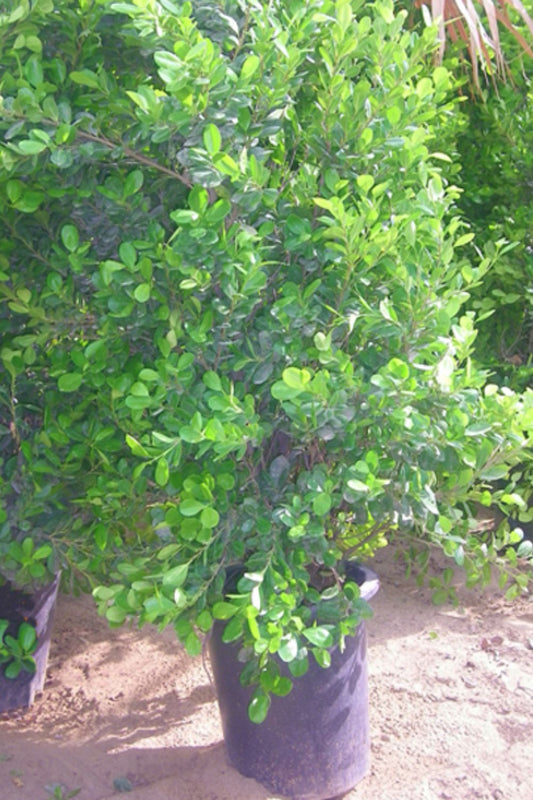 Ficus Panda