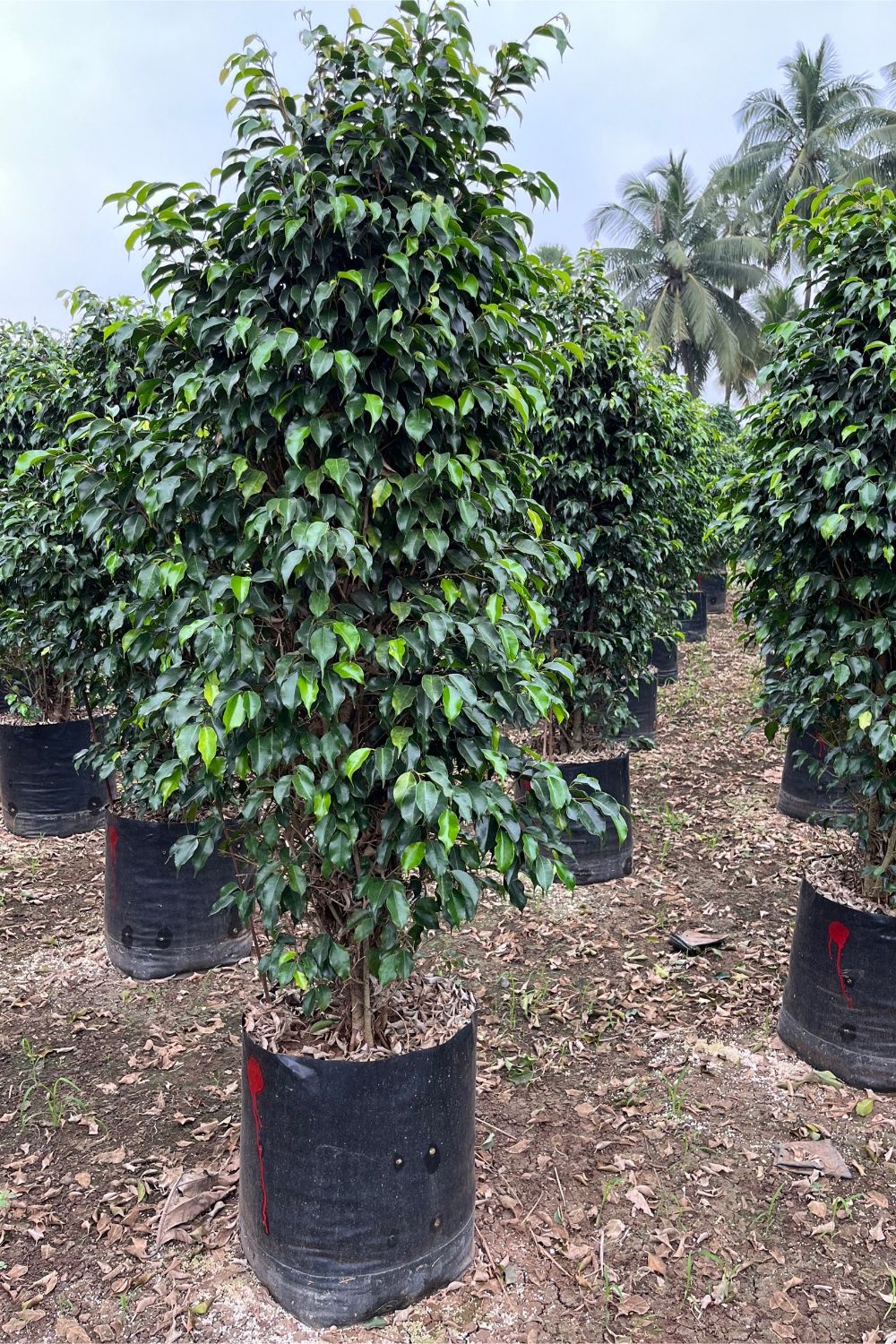 Ficus Black Plant – Mr Gardenr