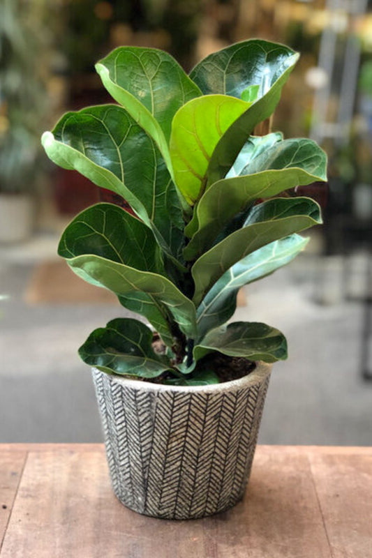 Fiddle fig