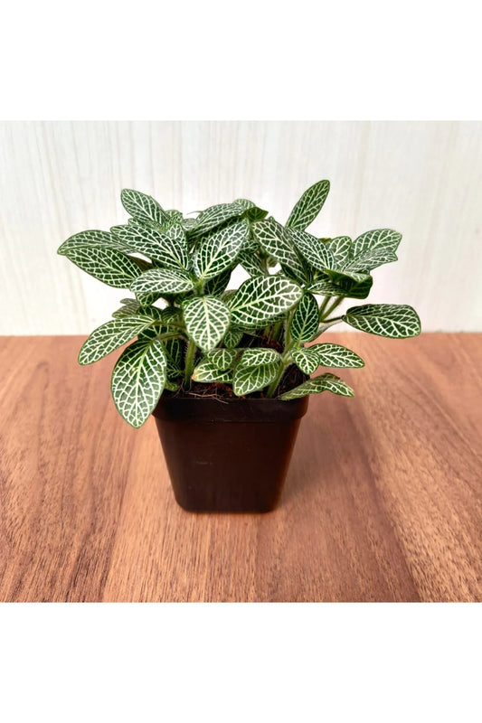 Fittonia Green