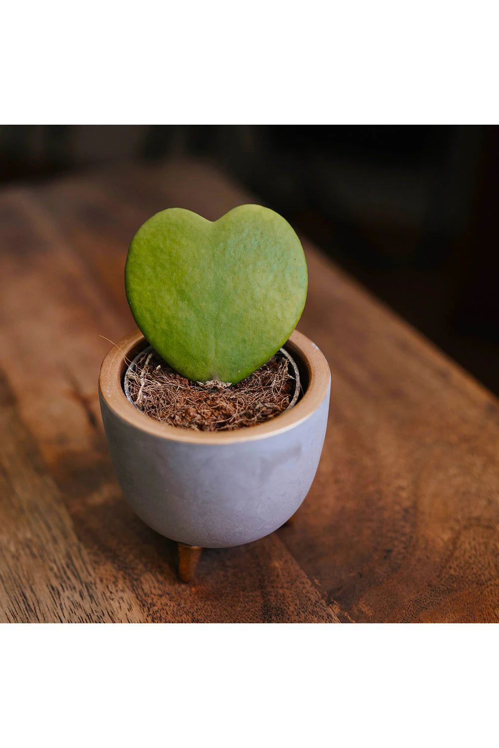 Heart Hoya plant