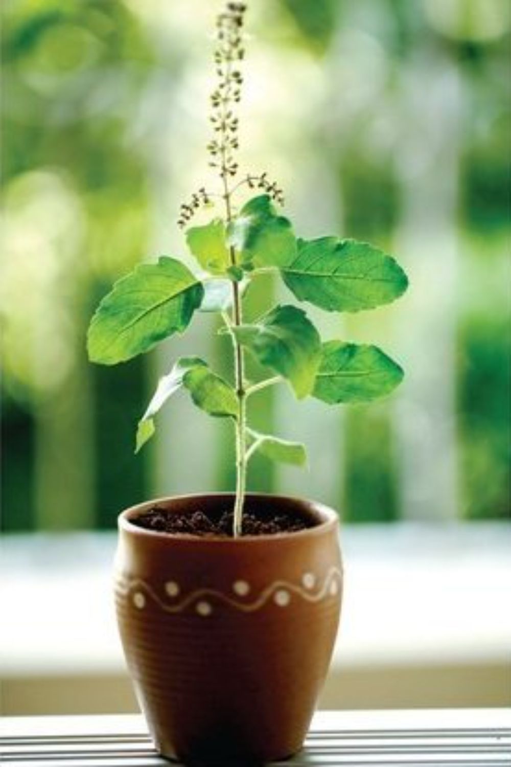 Holy Basil (Tulsi plant)