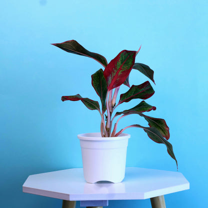 Aglaonema Lipstick Plant