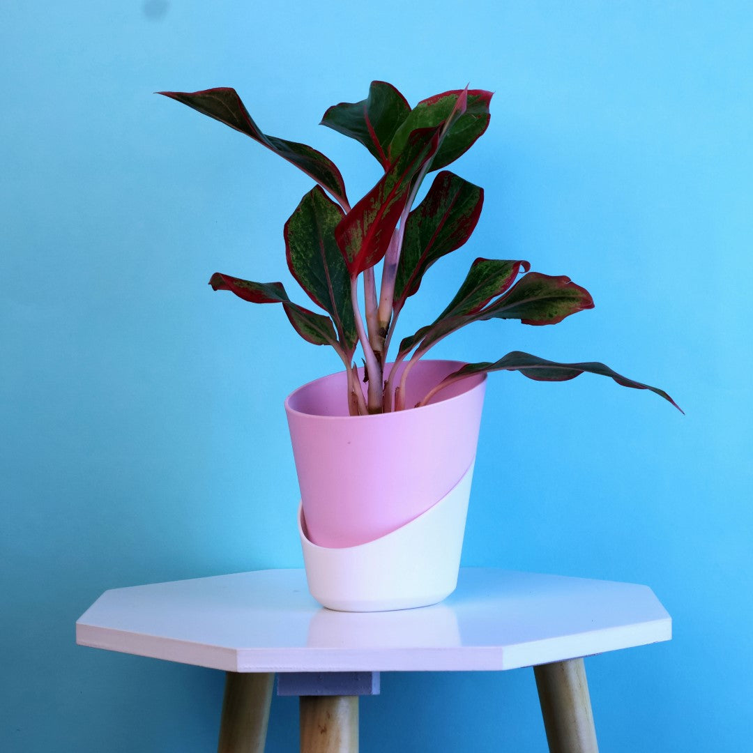 Aglaonema Lipstick Plant