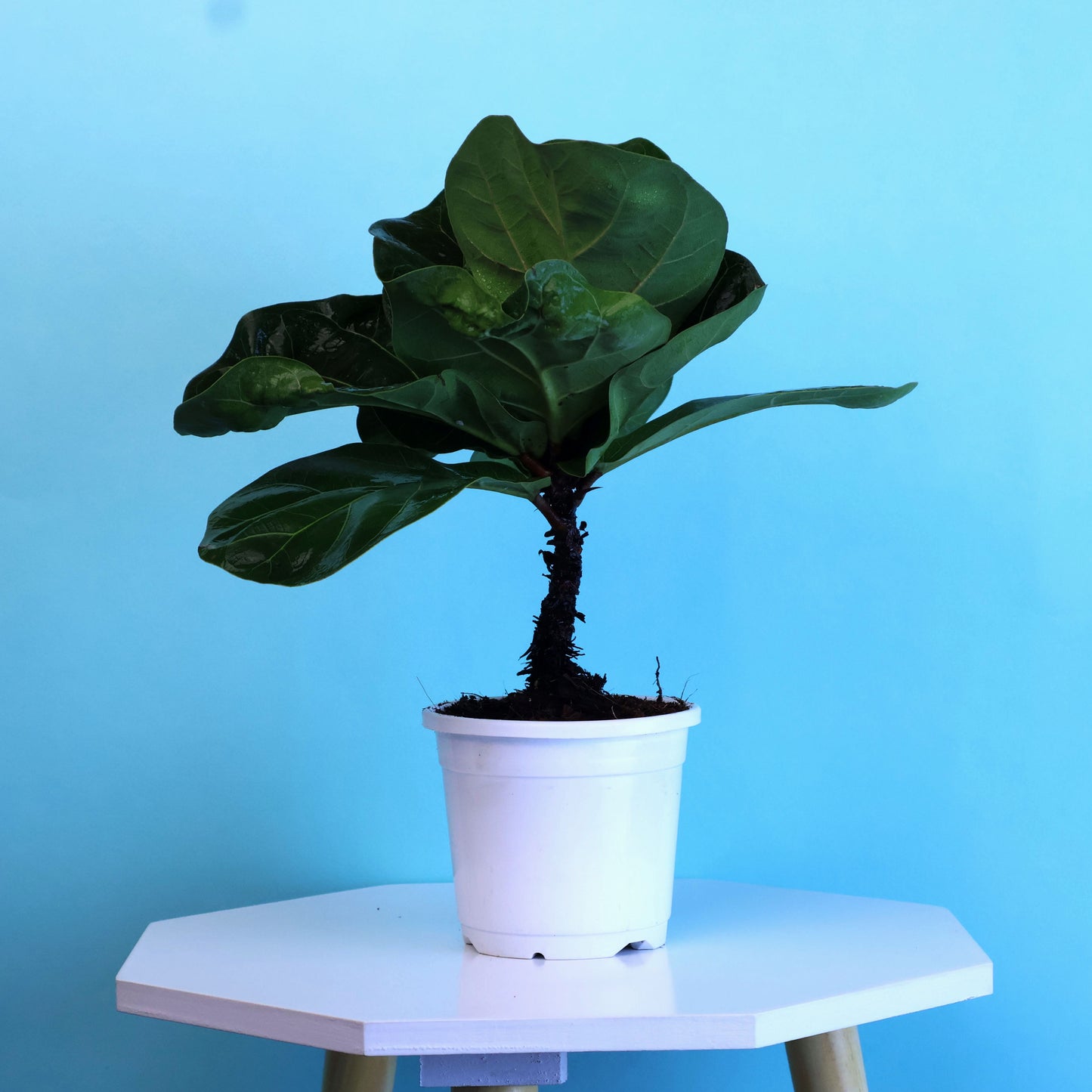 Fiddle Fig Plant