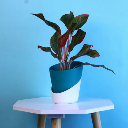 Aglaonema Lipstick Plant