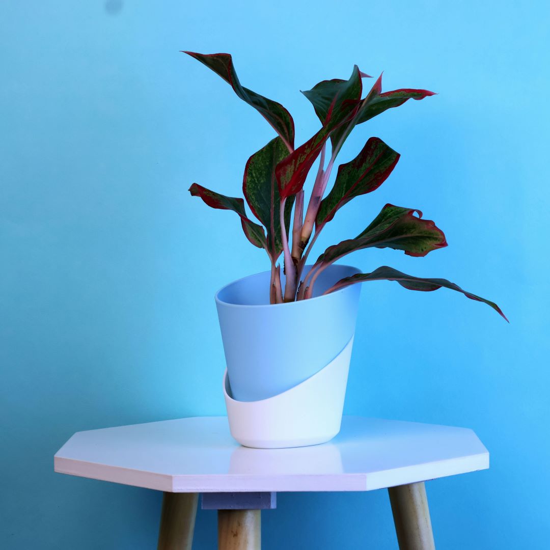 Aglaonema Lipstick Plant