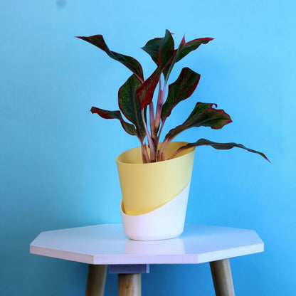 Aglaonema Lipstick Plant