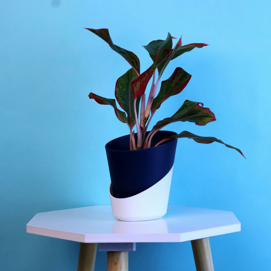 Aglaonema Lipstick Plant