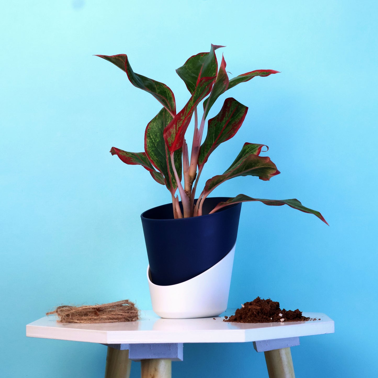 Aglaonema Lipstick Plant