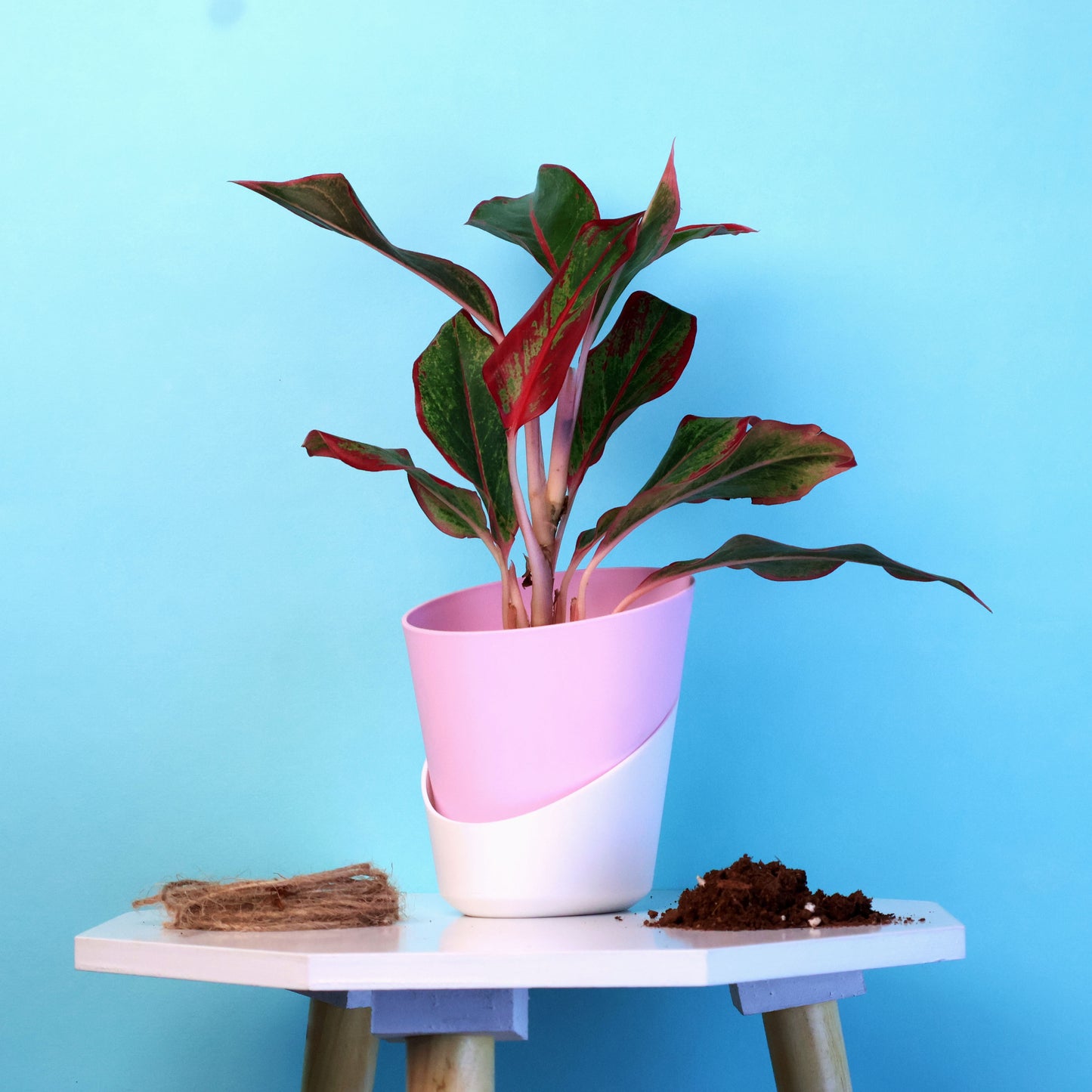 Aglaonema Lipstick Plant