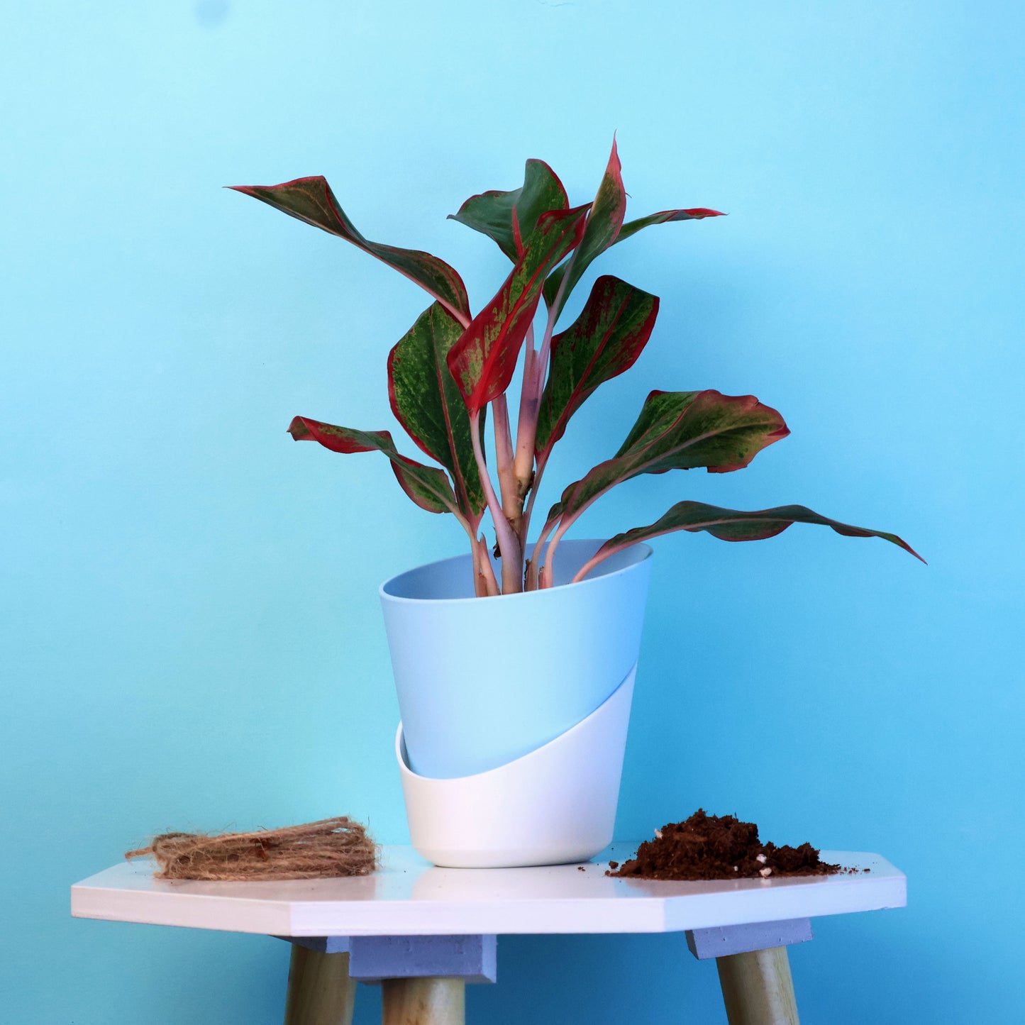 Aglaonema Lipstick Plant