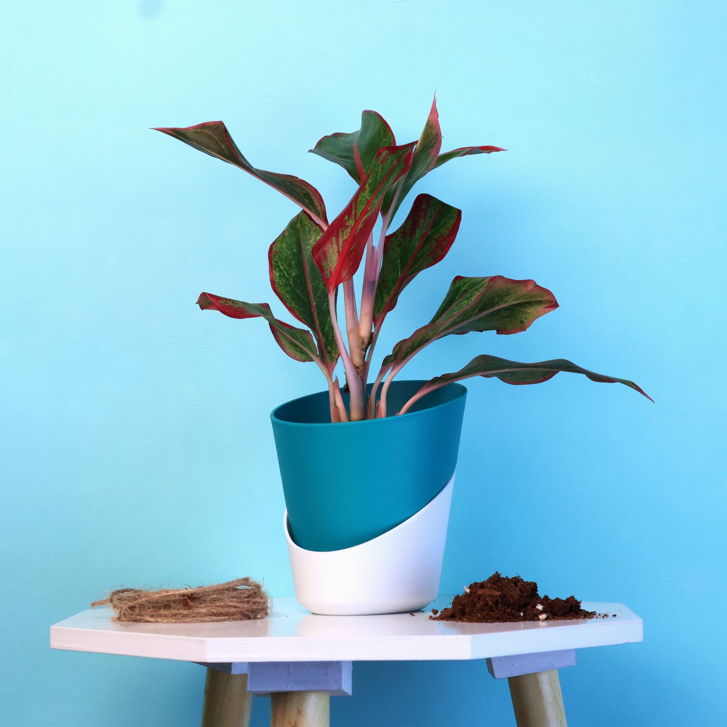 Aglaonema Lipstick Plant