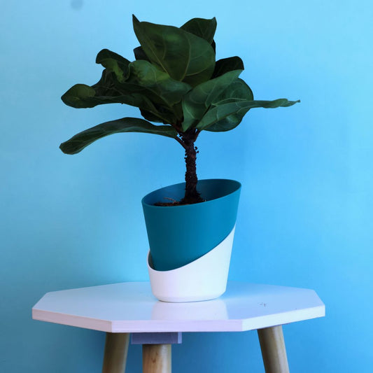 Fiddle Fig Plant