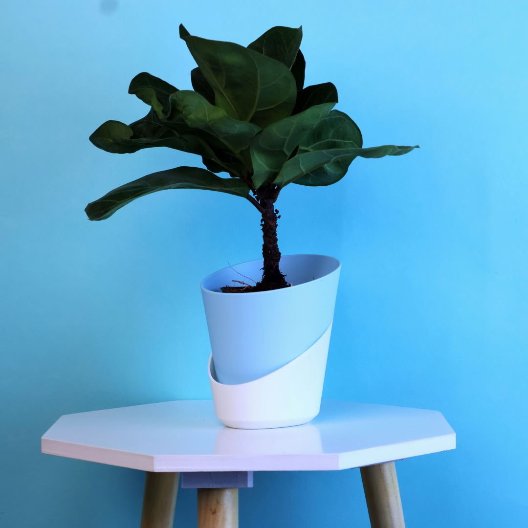 Fiddle Fig Plant