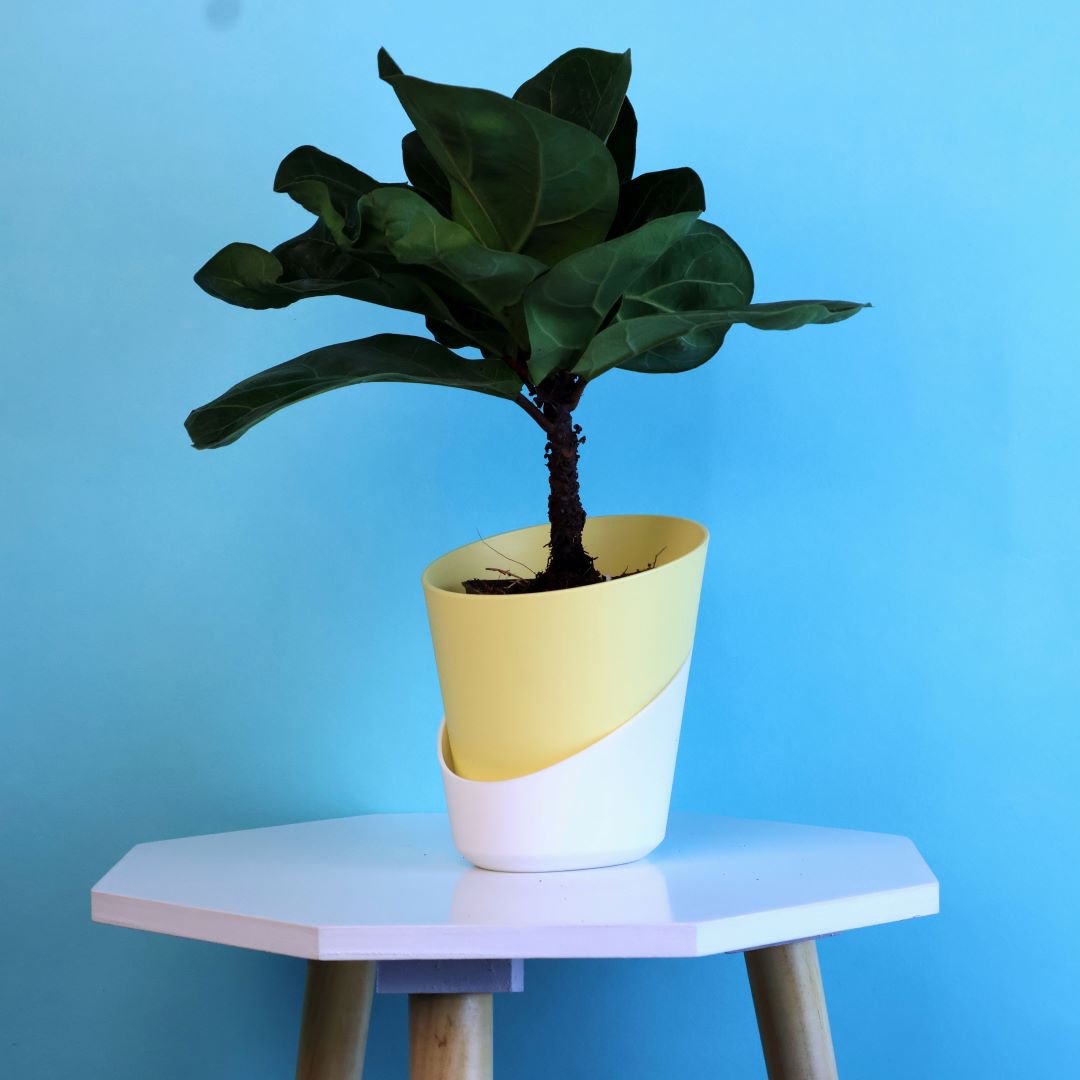 Fiddle Fig Plant