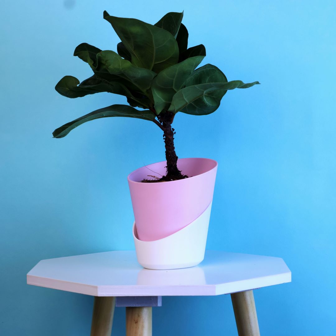 Fiddle Fig Plant