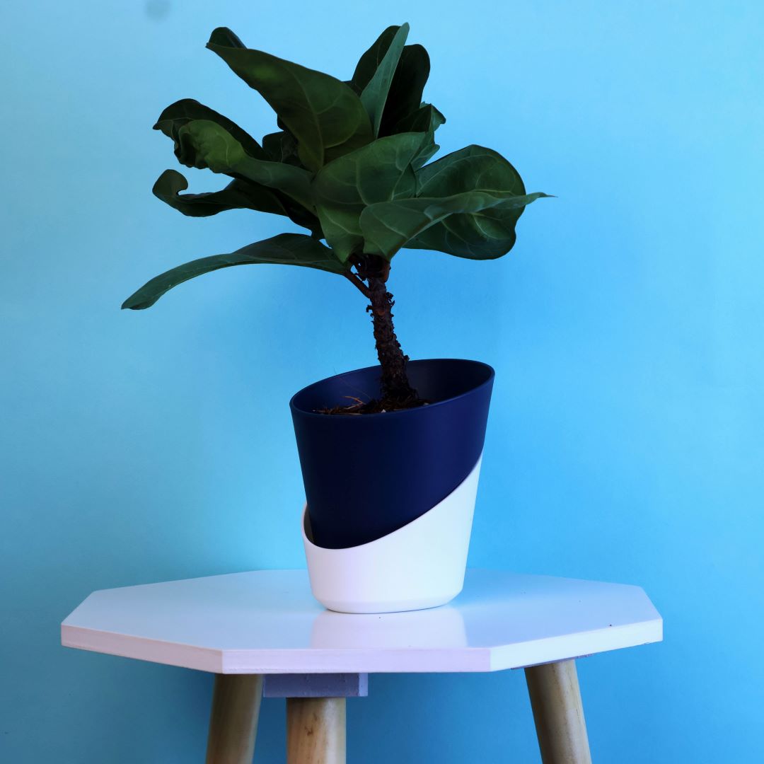 Fiddle Fig Plant