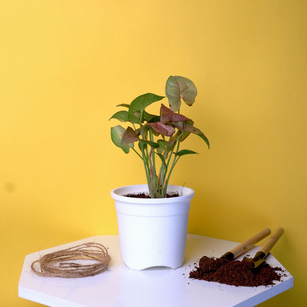 Syngonium Red Plant