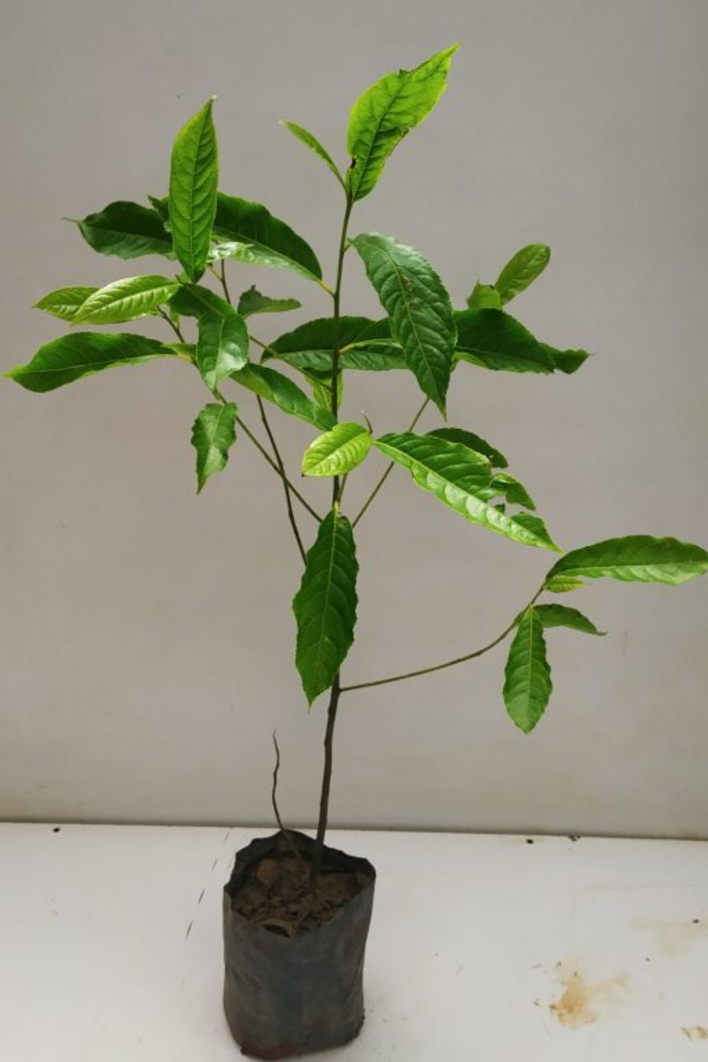 Karanja Desi plant