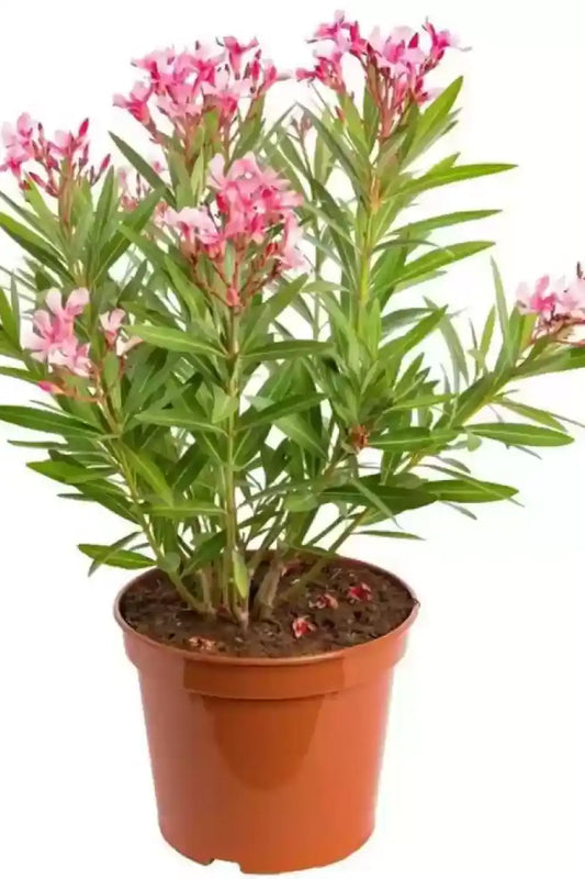 Nerium Oleander (Kaner Red Plant)