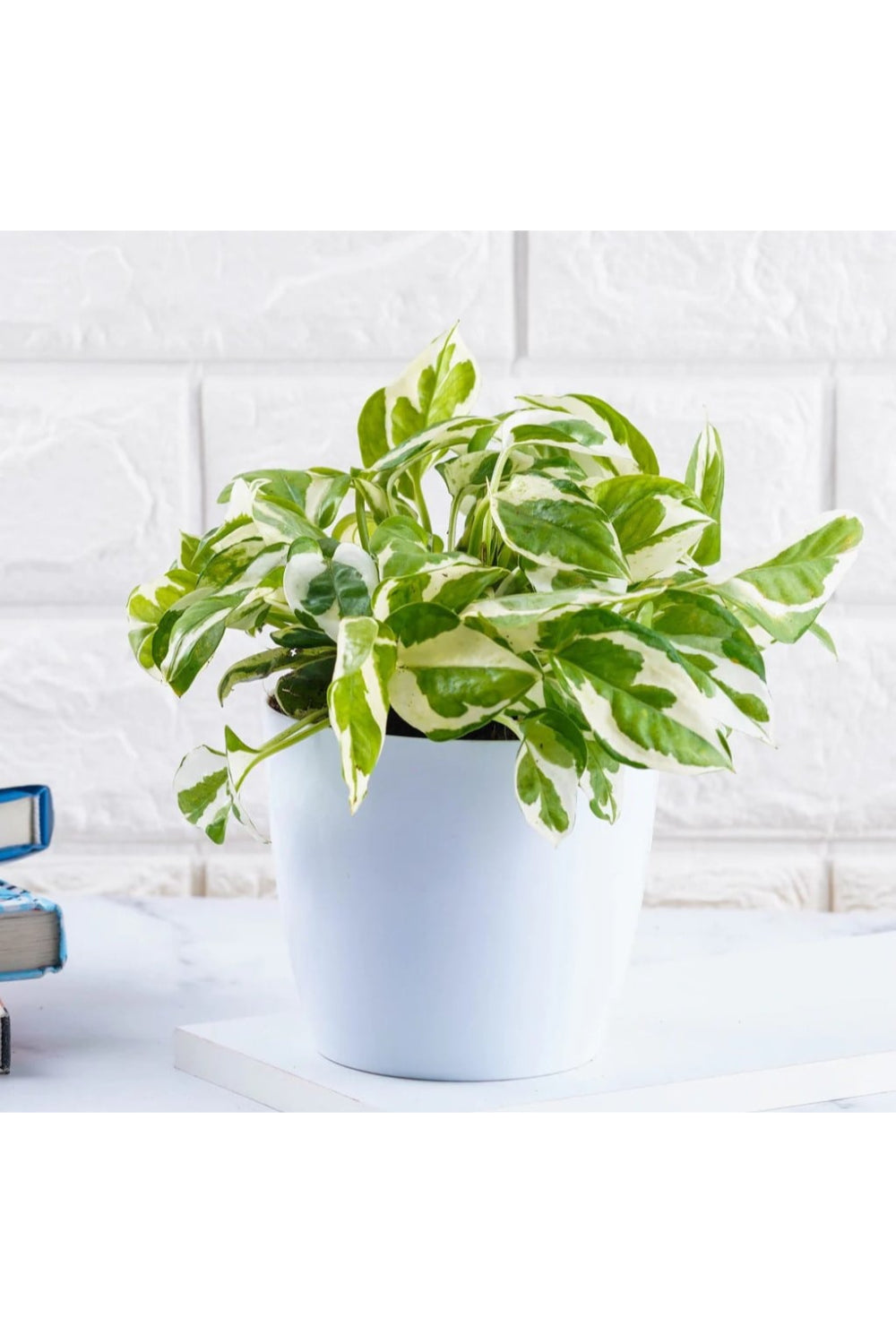 Marble money plant