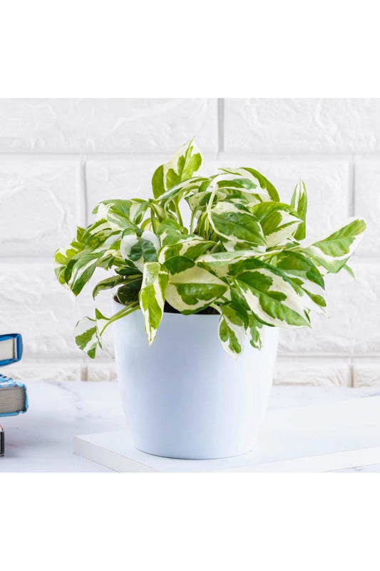 Marble money plant