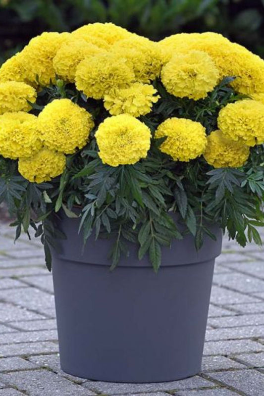 Marigold Plant