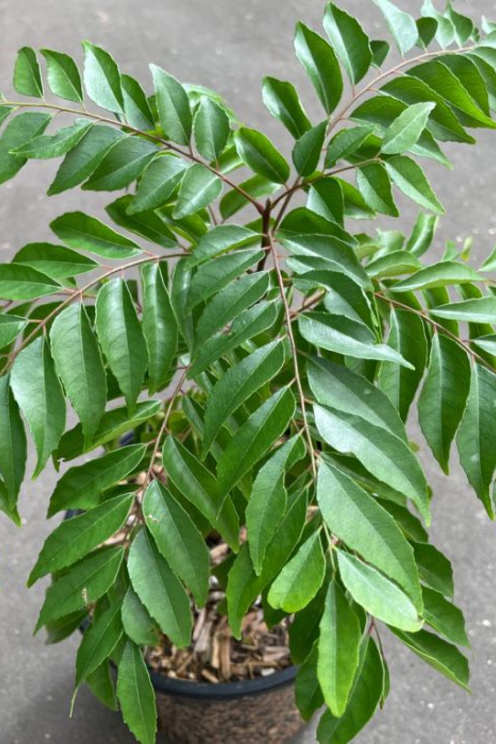 Curry Tree (Mitha Neem)