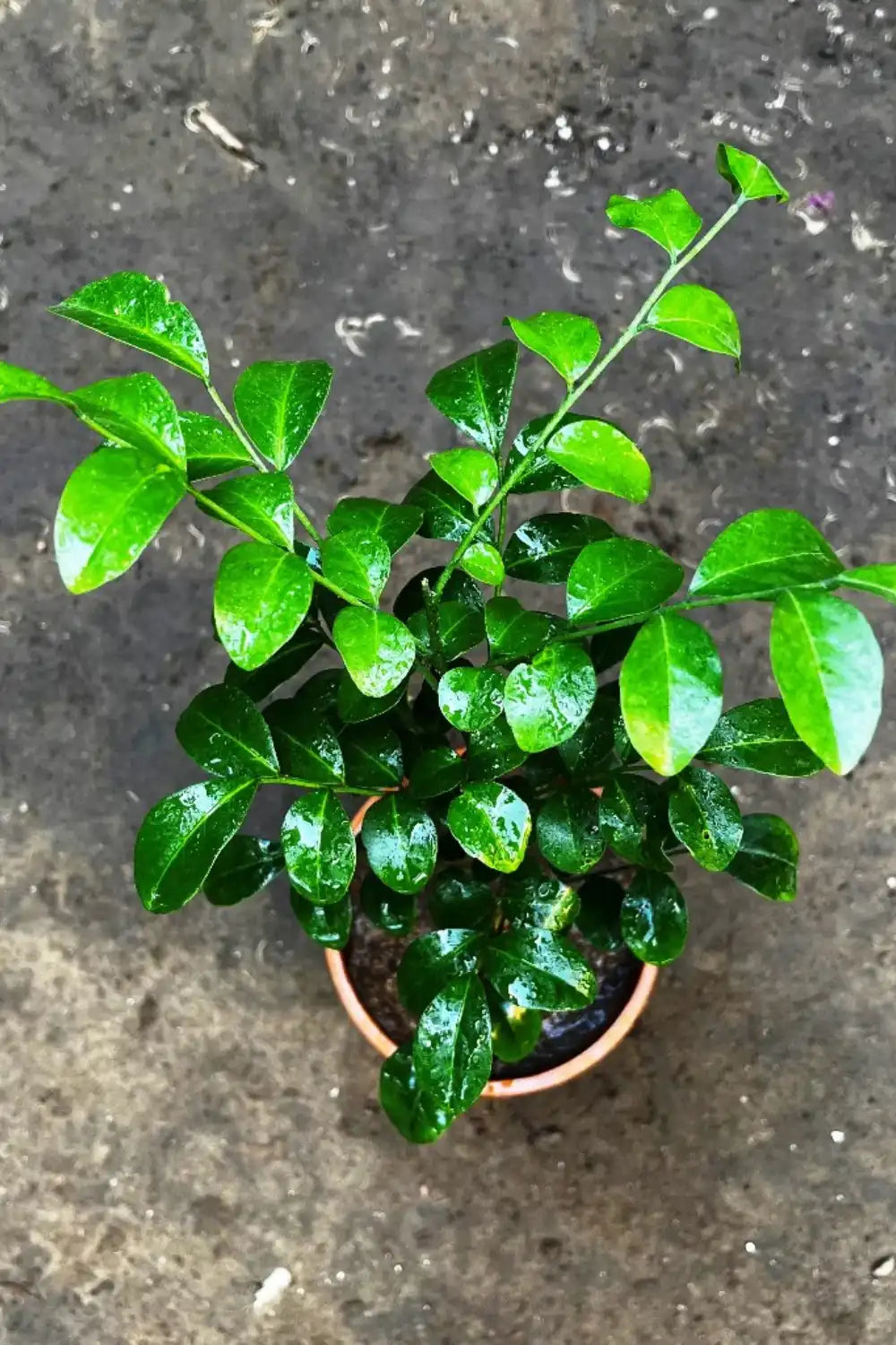 Murraya paniculata (Madhukamini)