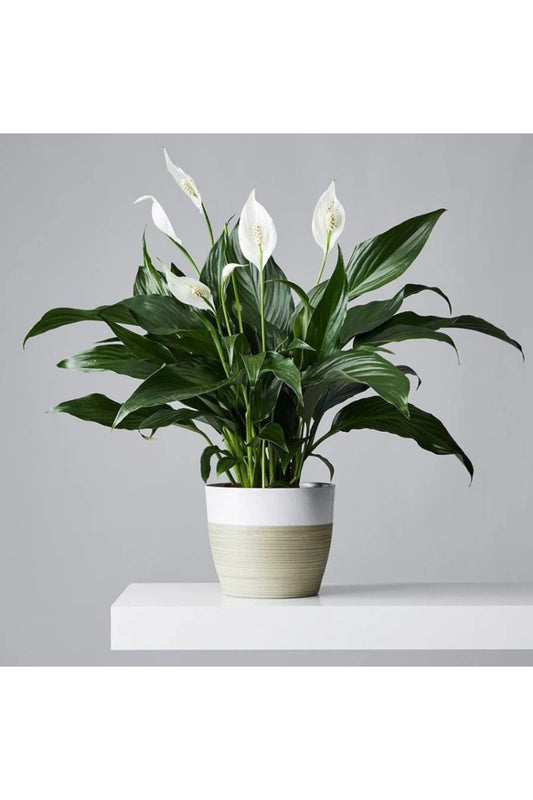 Peace lily