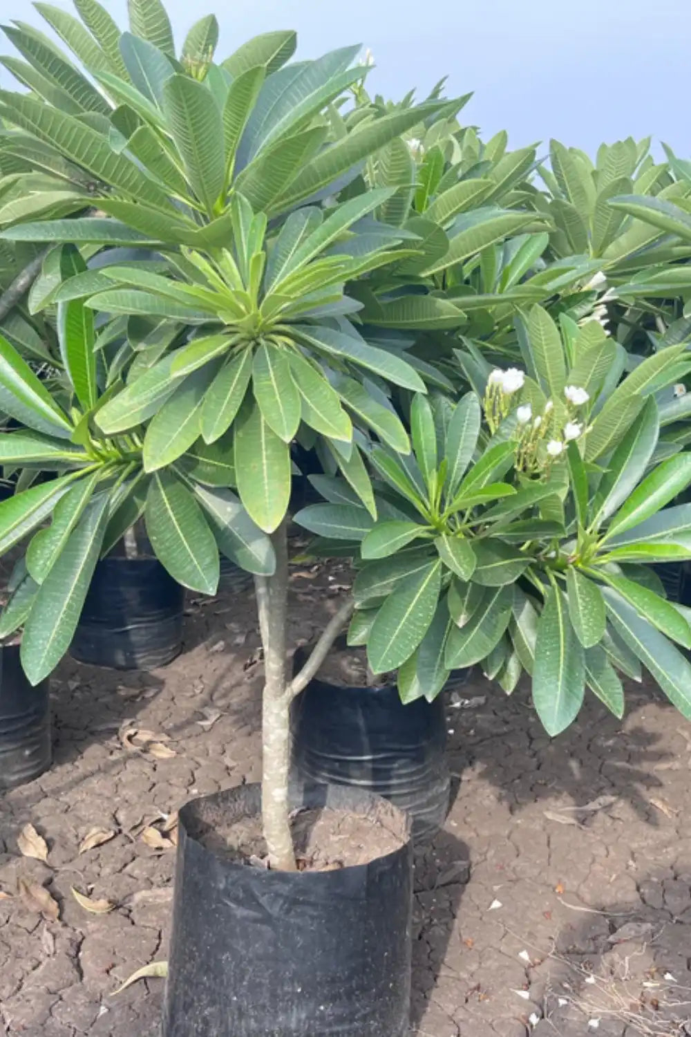 Plumeria Alba (White Champa)