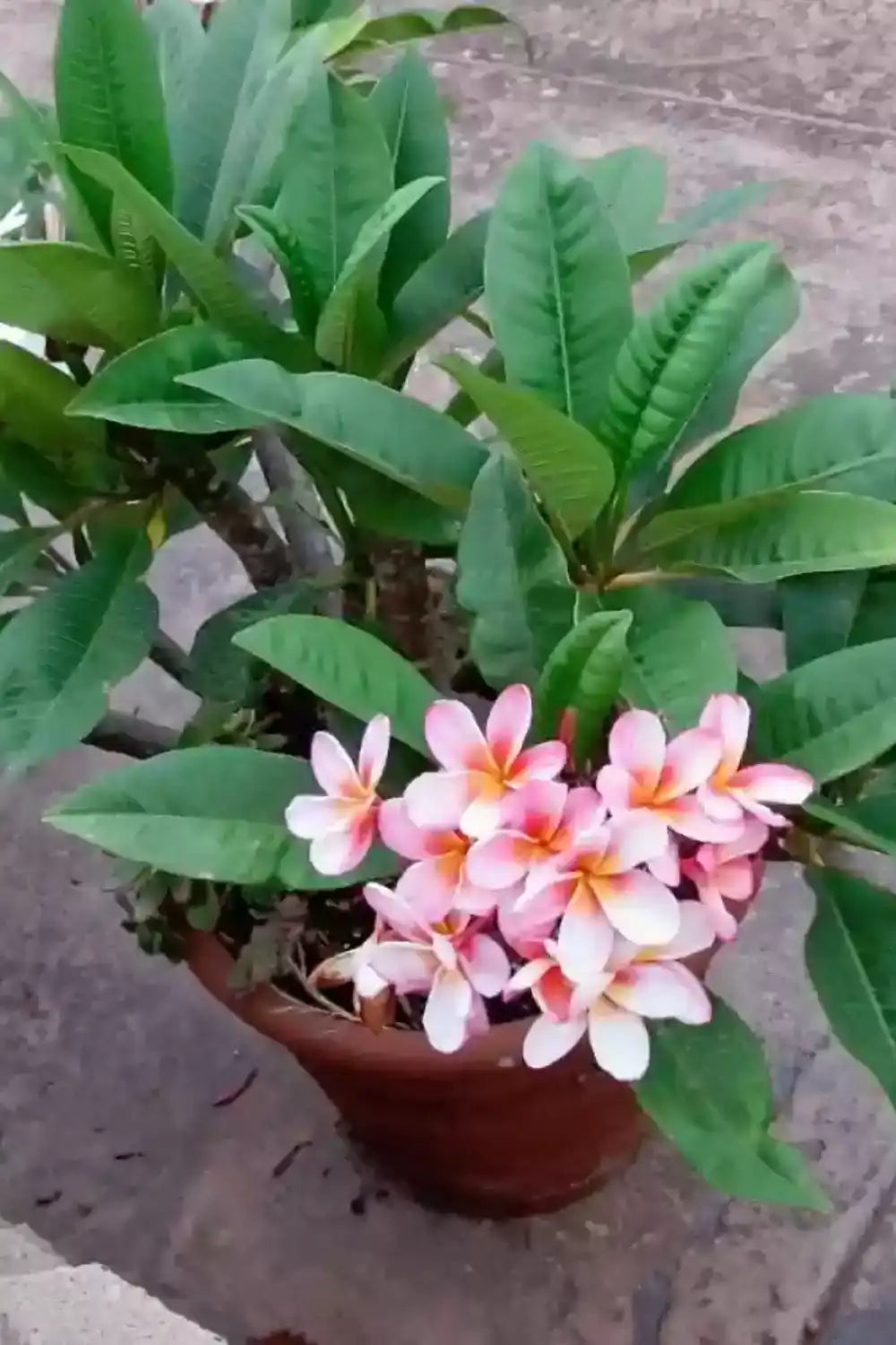 Plumeria (Pink Champa)