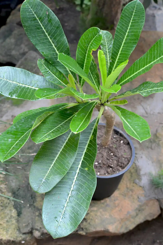 Plumeria (Yellow Champa)