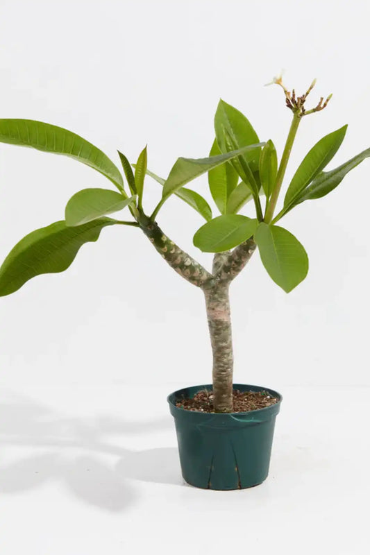 Plumeria rubra (Pom Pom Champa)