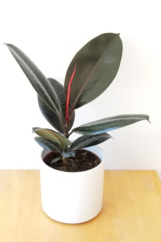 Rubber Plant